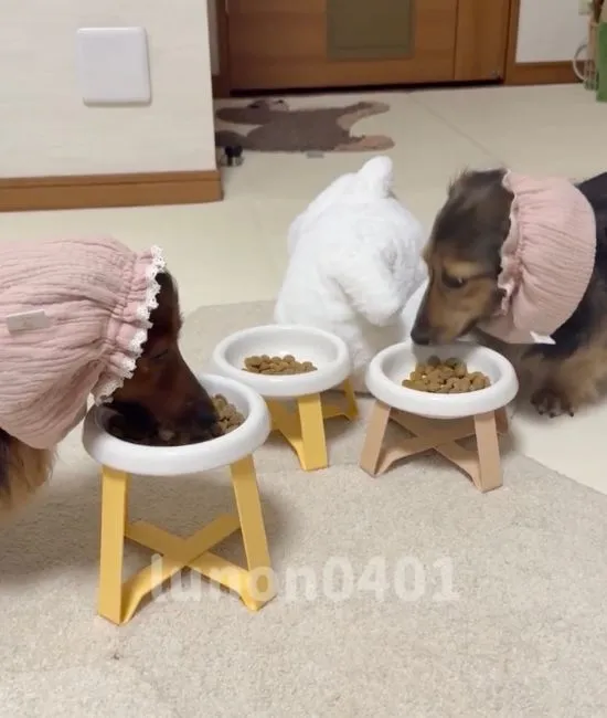 ぬいぐるみが転がっている様子