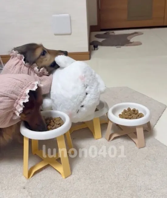 ぬいぐるみを戻そうとする犬