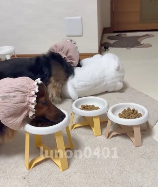 ぬいぐるみを定位置につかせようとする犬