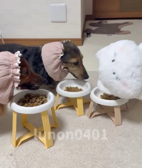 お皿の上にぬいぐるみがのった様子