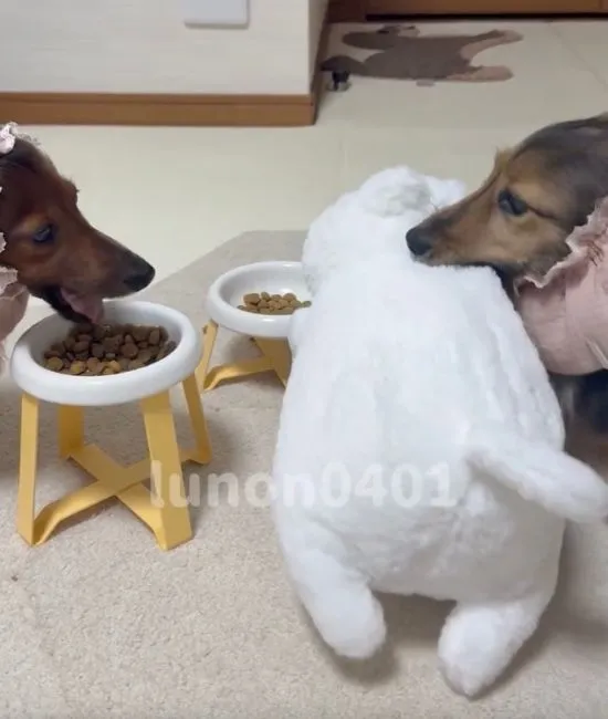 ぬいぐるみの首をくわえる犬