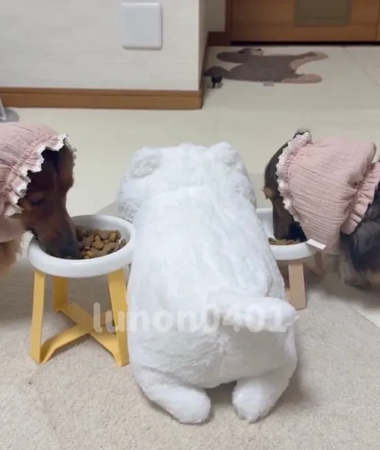 3匹並んで食事をする様子