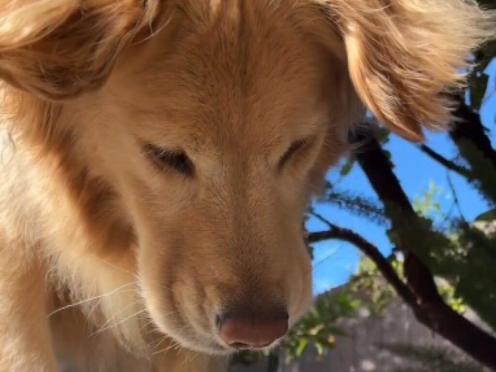 ゴールデンレトリバーの写真