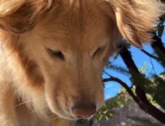 ゴールデンレトリバーの写真