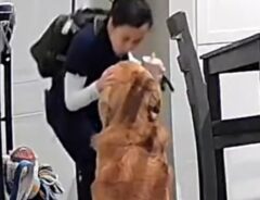 ゴールデンレトリバーの写真