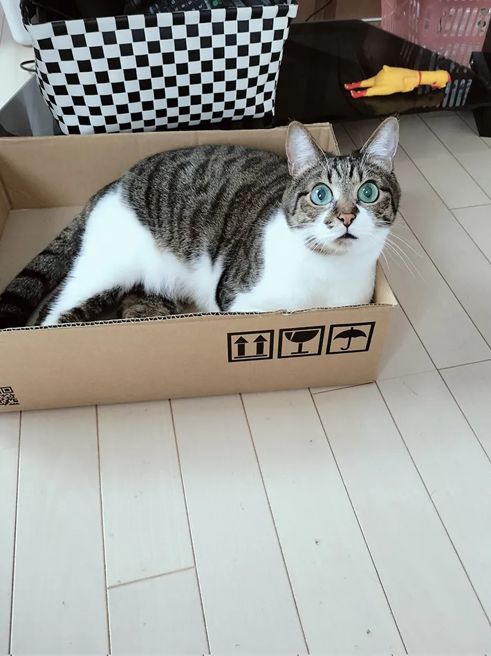 ダンボール箱をもらった猫の写真