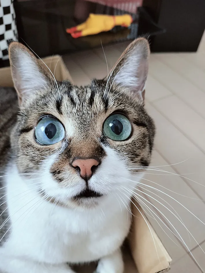 ダンボール箱をもらった猫の写真