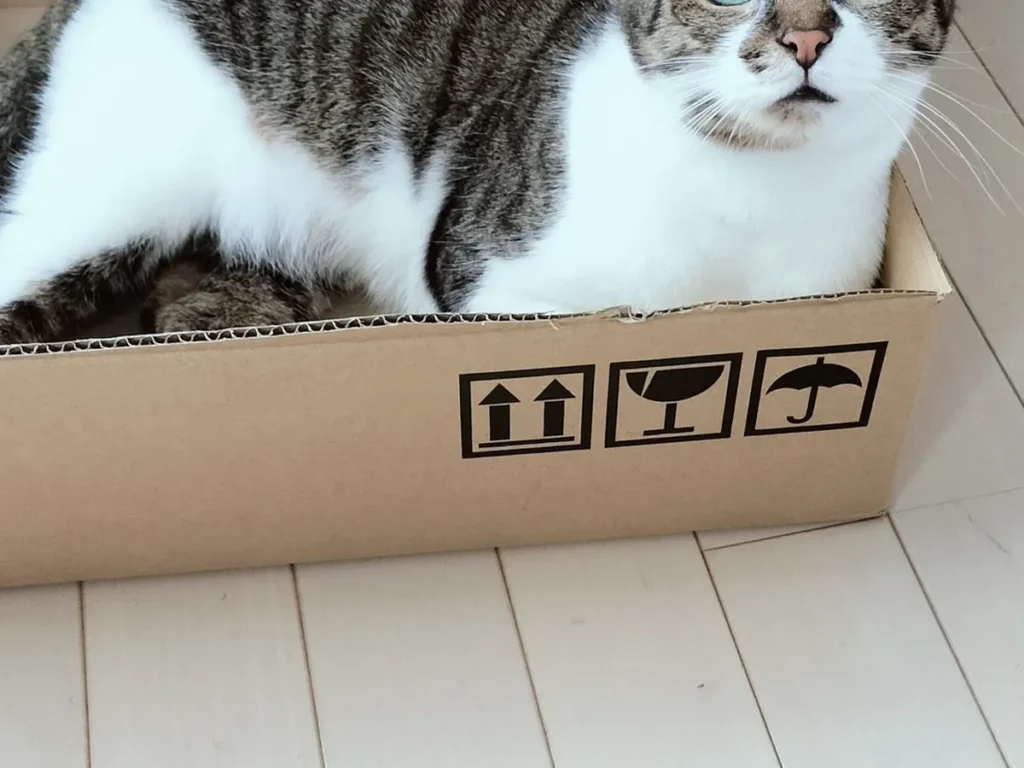 ダンボール箱をもらった猫の写真
