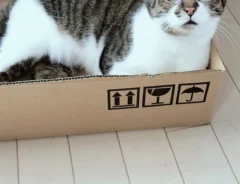 ダンボール箱をもらった猫の写真