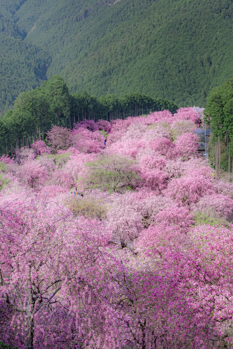 奈良の桜