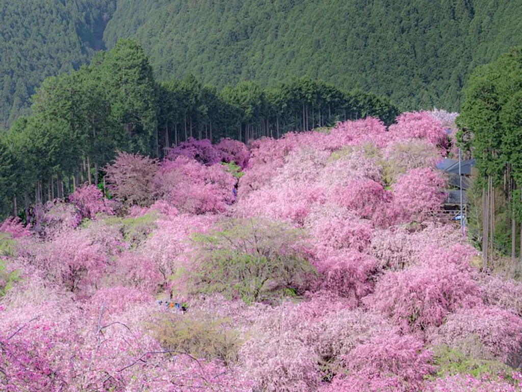 奈良の桜