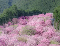 奈良の桜