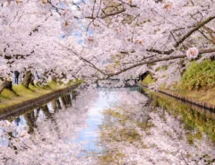 「日本の春の最高峰」　青森県の絶景に「息をのむほど美しい」