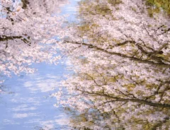 弘前公園の桜