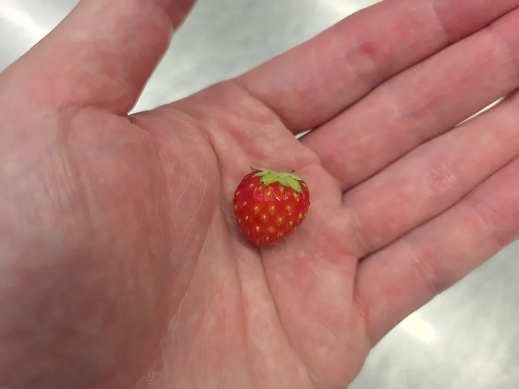 イチゴ