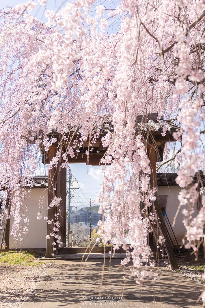 桜と門の写真