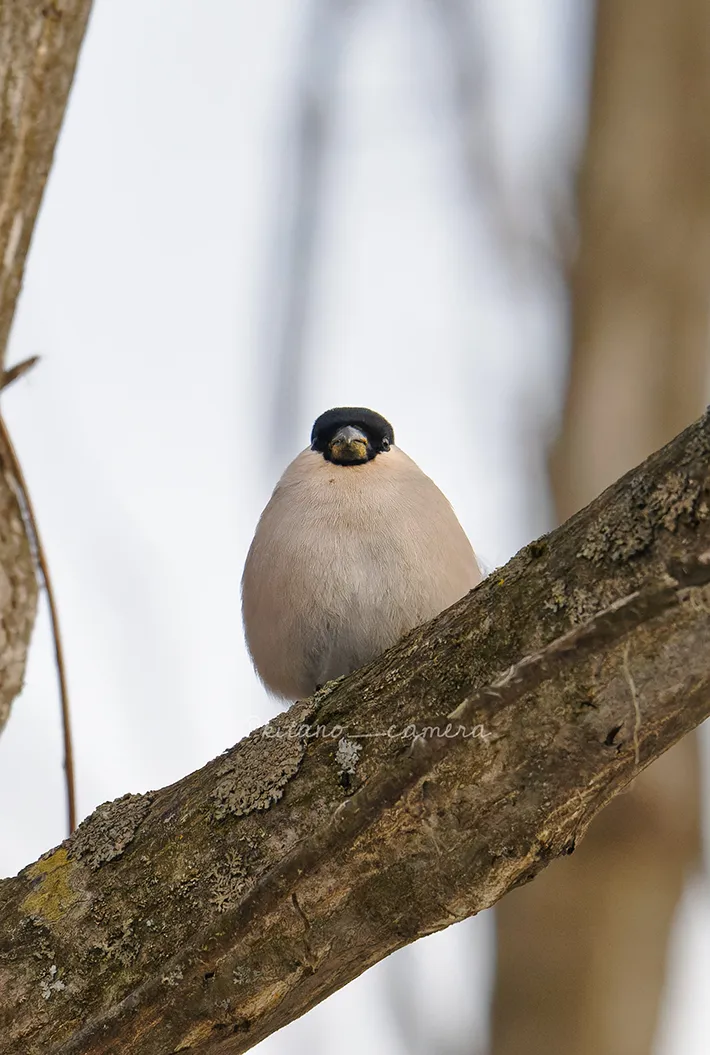 野鳥のウソ