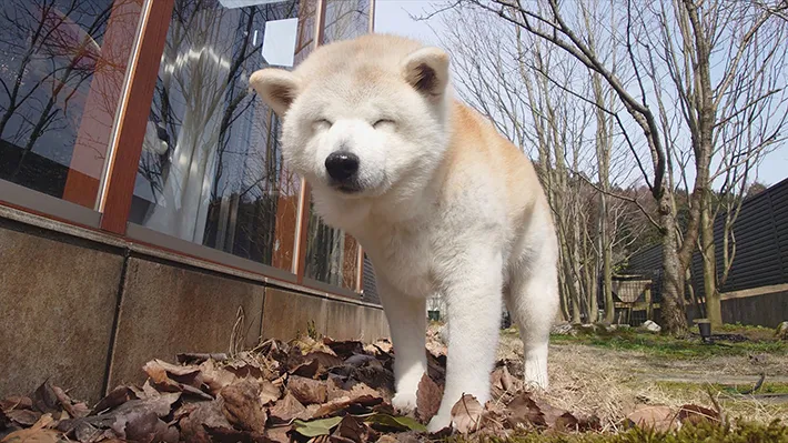 うとうとする犬