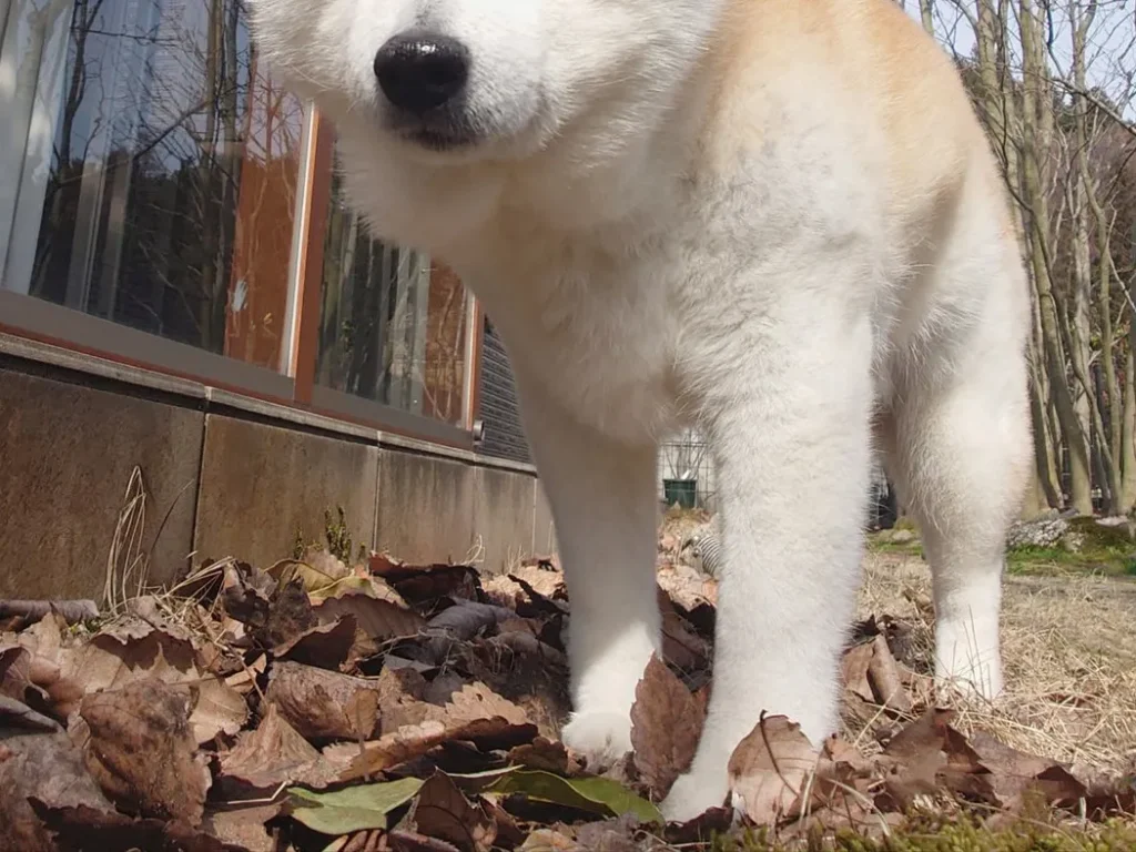 うとうとする犬