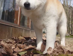 うとうとする犬