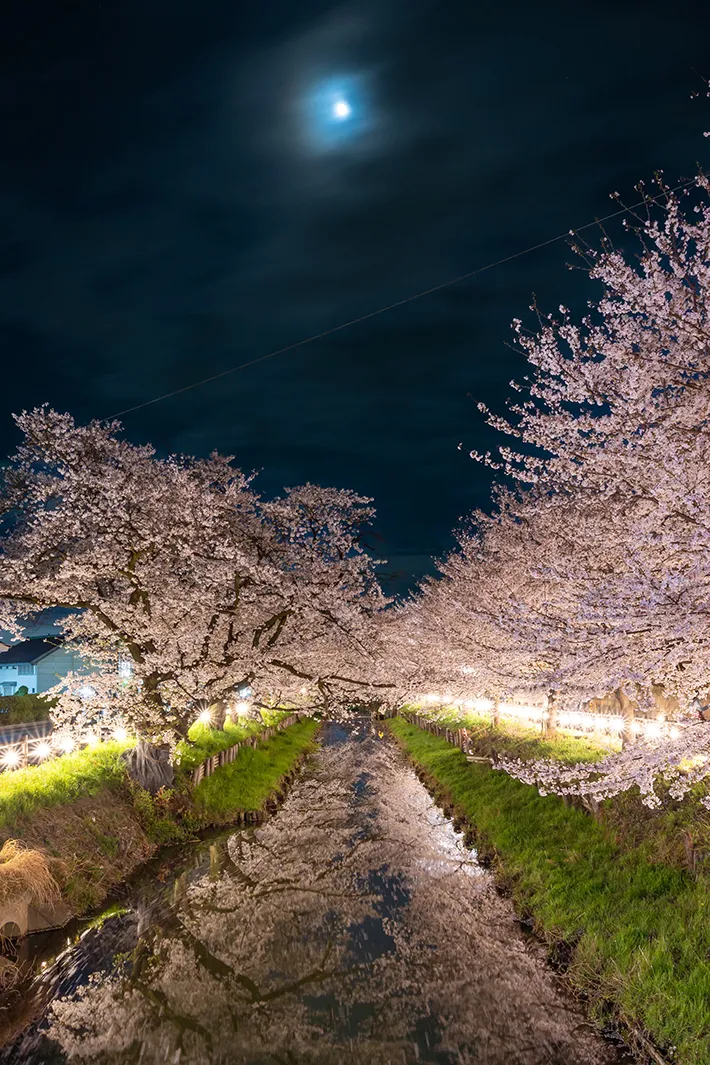 夜桜の写真