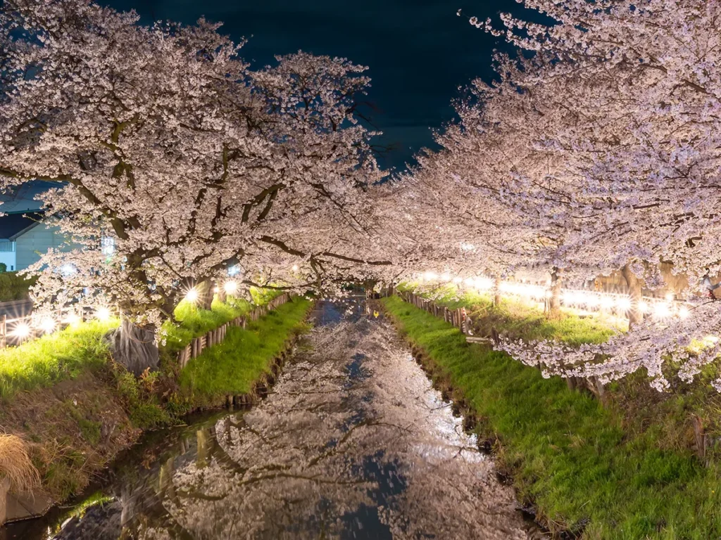 夜桜の写真