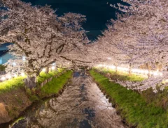 夜桜の写真