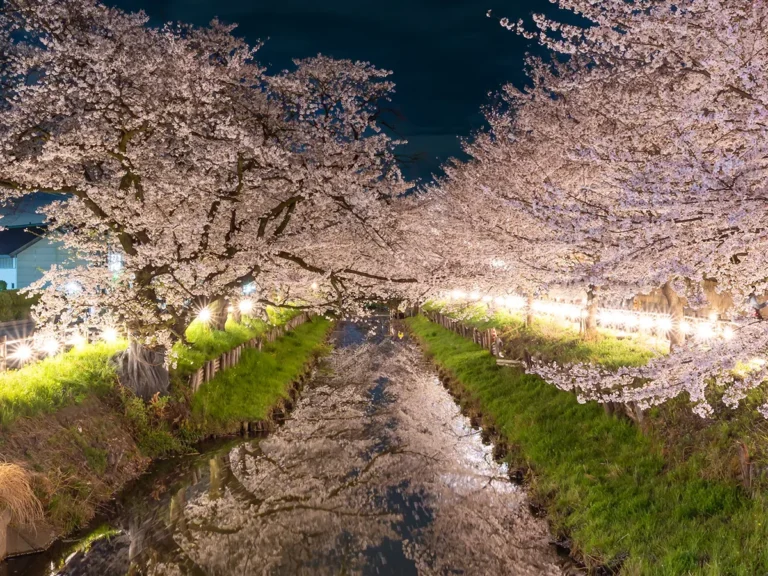 夜桜の写真