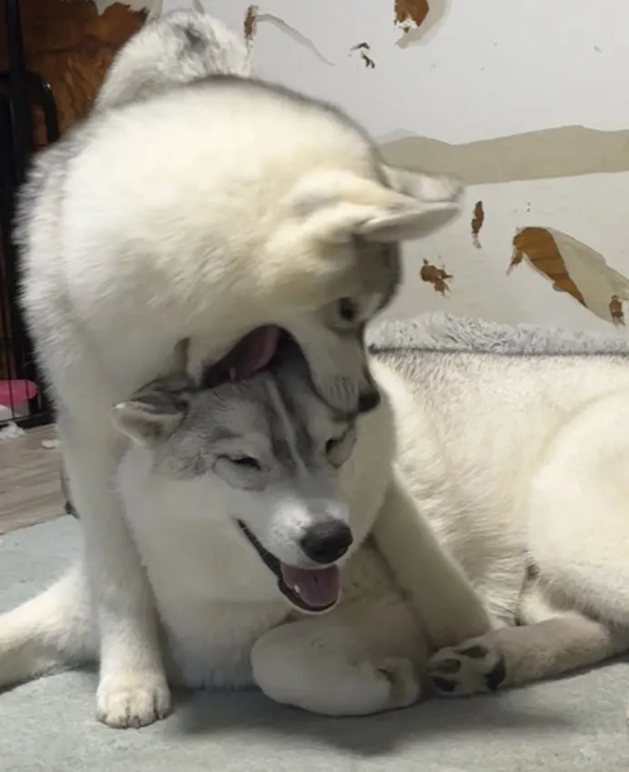 ハスキーの写真