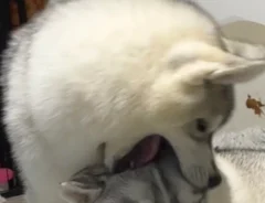 ハスキーの写真