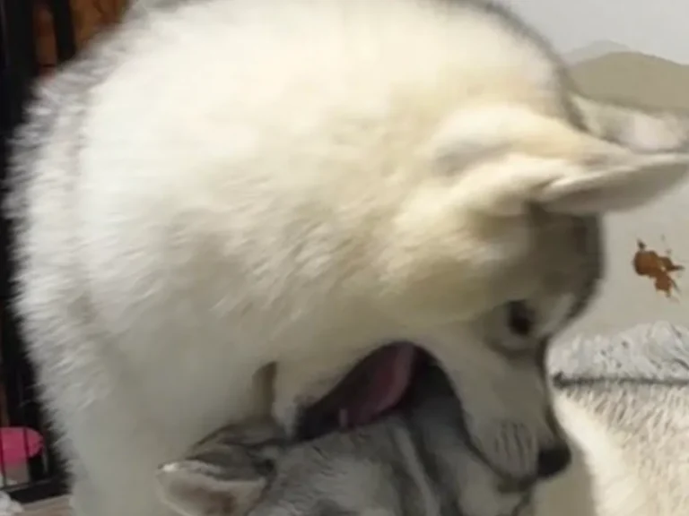 ハスキーの写真