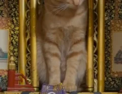 家中探しても見つからなかった猫　発見された場所に「大爆笑」「ここいいなって思ってそう」