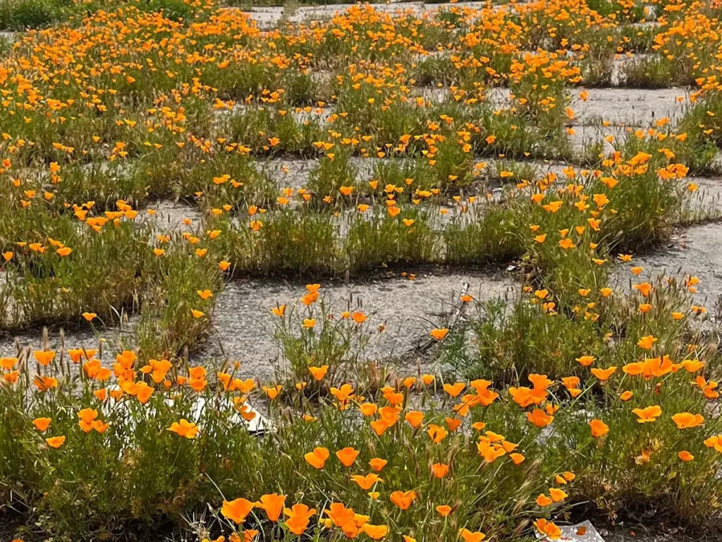 オレンジ色の花が自生する駐車場