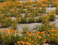 オレンジ色の花が自生する駐車場