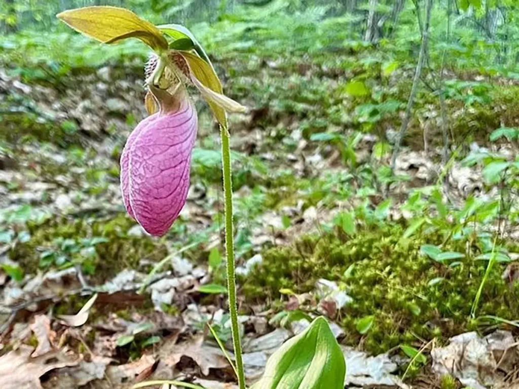 ピンクで楕円形の花