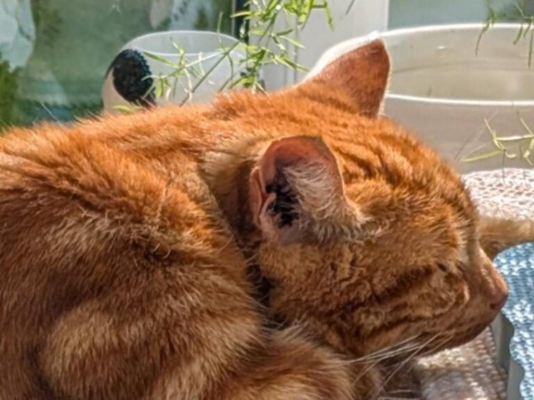 くつろいでいる猫の写真