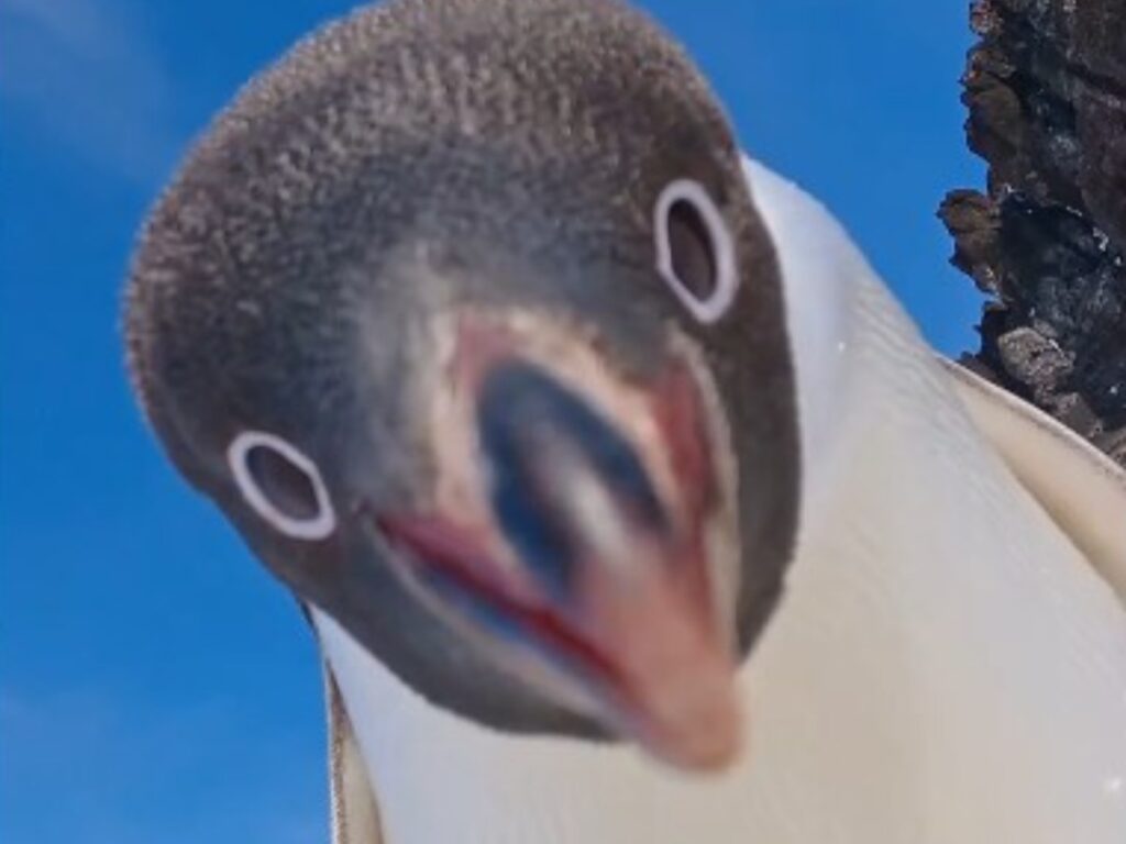 ペンギンの写真