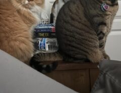 寝坊した飼い主が目覚めると？　視界に飛び込んだ光景に「なんて表情豊か」「失望してる」