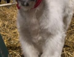 覆面レスラー！？　子ウシの『ビジュアル』に「得意技は何だろう」「めちゃくちゃかわいい」