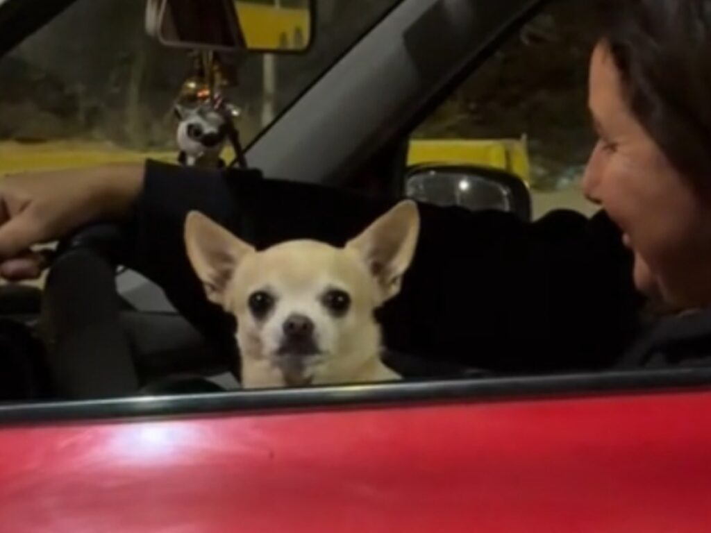 車から顔を出すチワワの写真