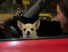 車から顔を出すチワワの写真