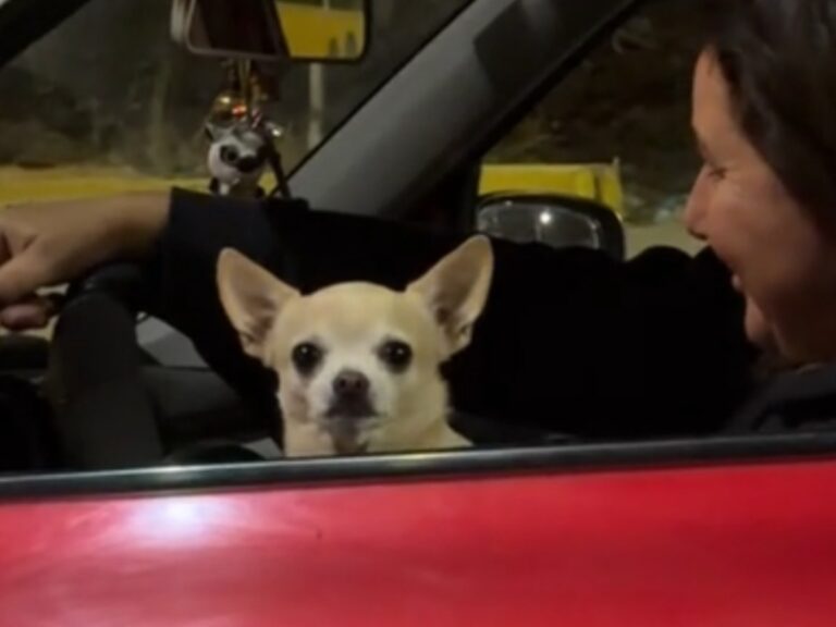 車から顔を出すチワワの写真