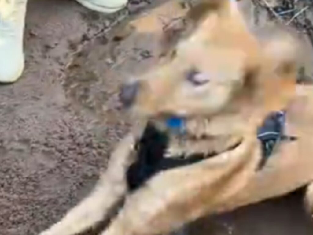 穴を掘るゴールデンレトリバーの写真