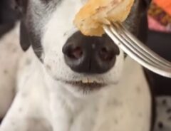 食べ物の匂いを嗅ぐ犬の写真