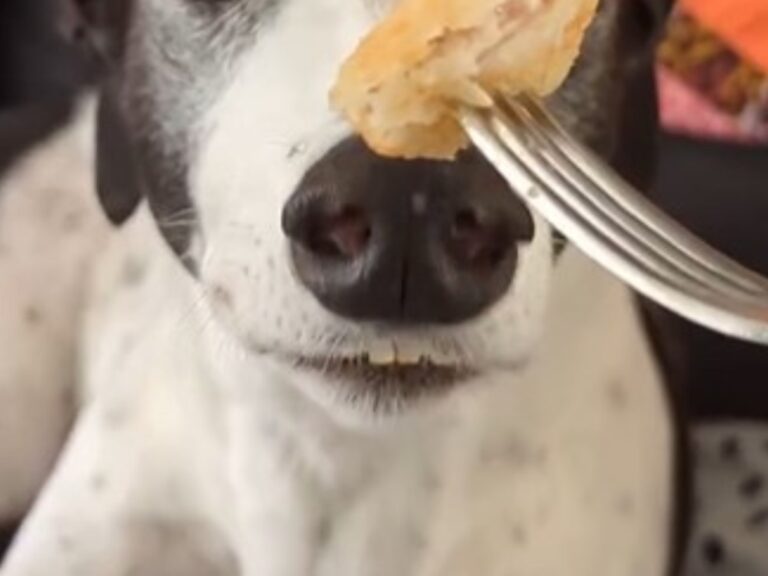 食べ物の匂いを嗅ぐ犬の写真