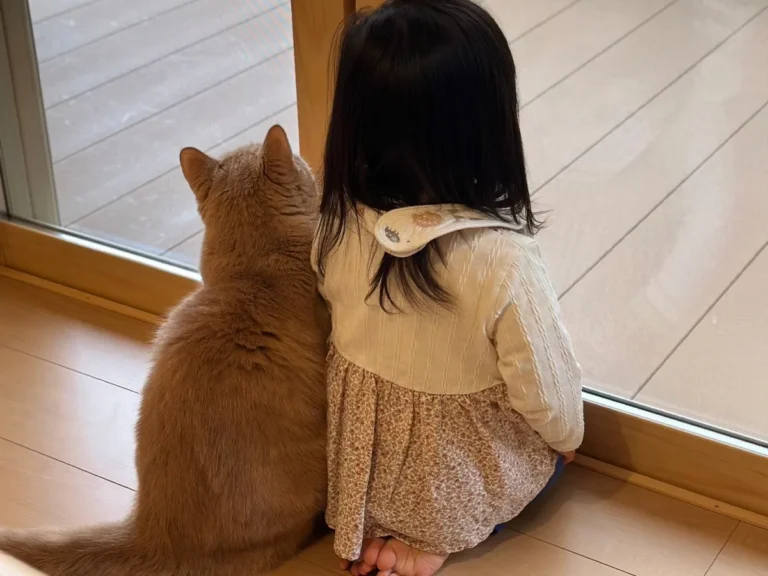 猫と子供の後ろ姿の写真