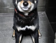 「主人公顔すぎる」柴犬の姿に、納得！　「困っている人を助けてくれそう」「イケワンすぎ」