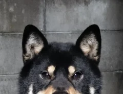 『主人公フェイス』な柴犬がかっこよすぎる！　「困っている人を助けてくれそう」「イケワン」