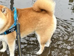 水たまりに入った柴犬に飼い主「何？って顔をするのやめて」　見せた表情が？