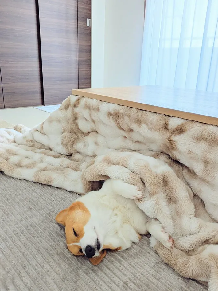 コーギーの写真